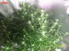 5 weeks flowering 023 630x472.jpg