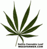 189662101-thumb_sativa_cannabis_leaf.gif