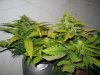 lowryder grow 2 day 41 003.jpg