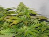 lowryder grow 2 day 41 001.jpg