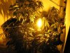 verticle growing horticulture.jpg