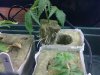 day 55 1st clones rooted @ 19 days.jpg
