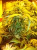 hwy420-albums-g-room-continued-picture98587-40th-day-into-flower-middle.jpg