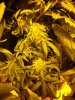 hwy420-albums-g-room-continued-picture98592-bagseed-wow-almost-nice-looking.jpg