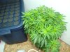 hwy420-albums-g-room-continued-picture98598-400w-mother-clone-chamber.jpg