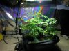 ak48 first grow 005.jpg