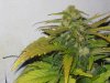 lowryder grow 2 day 48 004.jpg