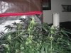 2 week perpetual harvest 005.jpg