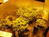 6th day of flowering closet.jpg