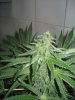 7 weeks flowering 004.jpg