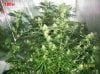 7 weeks flowering 034 630x472.jpg