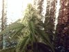 bigbud.JPG