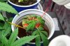 1st grow 002.jpg