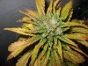 lowryder grow 2 day 57 013.jpg