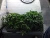 5weeks from seed.jpg