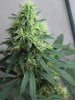 6weeks flower 012.jpg