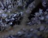 1st micro pix of trichomes 12-30-09 005.jpg