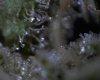 1st micro pix of trichomes 12-30-09 021.jpg