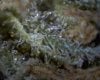 1st micro pix of trichomes 12-30-09 016.jpg