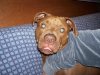 Nutty Dog.jpg