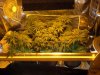 grow 4 days of flowering 001.jpg