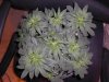 grow 4 days of flowering 004.jpg