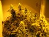 start week 7 flowering 019.JPG