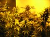 start week 7 flowering 023.JPG