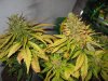 lowryder grow 2 day 63 001.jpg