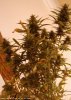 lsclone6jan10harvest.jpg