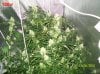 9 weeks flowering 006 600x449.jpg