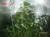 9 weeks flowering 016 600x449.jpg