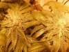 rollitup3.JPG