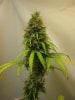 7weeks6daysflower 002.jpg