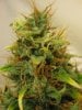 7weeks6daysflower 003.jpg