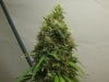 7weeks6daysflower 005.jpg