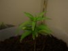 FirstPlant-Day33.jpg