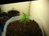 FirstPlant-Day6-1.jpg