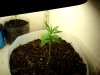 FirstPlant-Day35.jpg