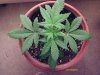 weed plants 044.jpg