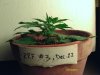 weed plants 038.jpg