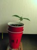 weed plants 021.jpg