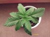 weed plants 026.jpg