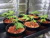 Clones-2-week.jpg