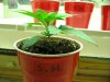 sativa babies fourteen fifteen and sixteen days old 001.JPG