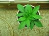 sativa babies fourteen fifteen and sixteen days old 002.JPG