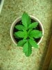 sativa babies fourteen fifteen and sixteen days old 004.JPG