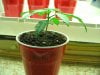 sativa babies fourteen fifteen and sixteen days old 007.JPG