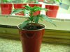 sativa babies fourteen fifteen and sixteen days old 009.JPG