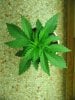 sativa babies fourteen fifteen and sixteen days old 010.JPG